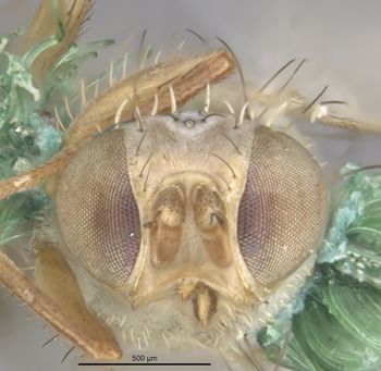 Media type: image;   Entomology 13321 Aspect: head frontal view